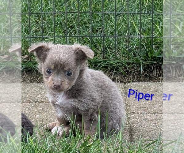 Medium Photo #1 Chihuahua Puppy For Sale in LEBANON, PA, USA