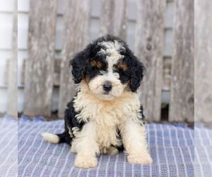 Bernedoodle (Miniature) Puppy for sale in HONEY BROOK, PA, USA