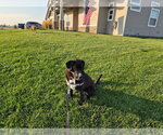 Small #2 Mutt