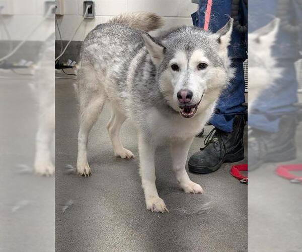 Medium Photo #1 Siberian Husky Puppy For Sale in Forestville, MD, USA