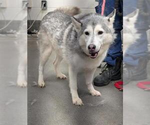 Siberian Husky Dogs for adoption in Forestville, MD, USA