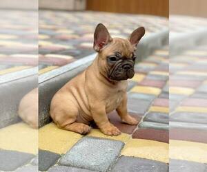 French Bulldog Puppy for sale in SOMERSET, NJ, USA