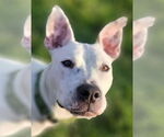Small #3 American Pit Bull Terrier Mix