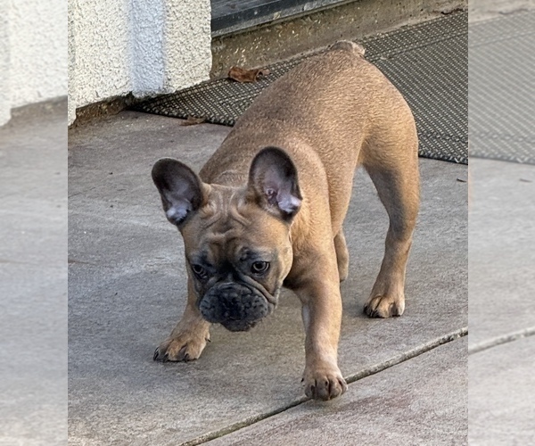 Medium Photo #11 French Bulldog Puppy For Sale in OAKDALE, CA, USA