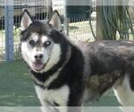 Small #1 Siberian Husky Mix