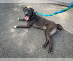 Small #5 Labrador Retriever Mix