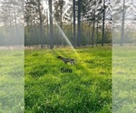 Small Photo #1 German Shorthaired Pointer Puppy For Sale in THOMASVILLE, AL, USA