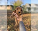 Small #1 Goldendoodle (Miniature)