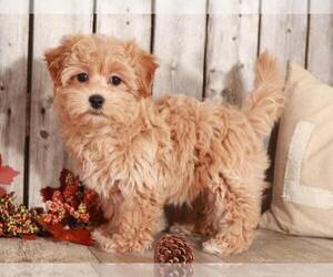 Maltipoo Puppy for sale in MOUNT VERNON, OH, USA