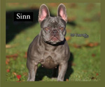 Small Photo #1 French Bulldog Puppy For Sale in BALDWIN PARK, CA, USA