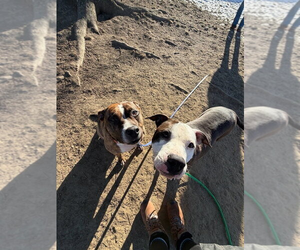 Medium Photo #15 Boxer-Unknown Mix Puppy For Sale in Brewster, NY, USA