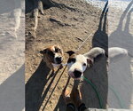 Small #14 Boxer Mix