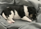 Small Photo #2 Shiba Inu Puppy For Sale in PARKER, CO, USA