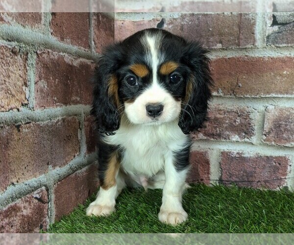 Medium Photo #6 Cavalier King Charles Spaniel Puppy For Sale in MOBERLY, MO, USA
