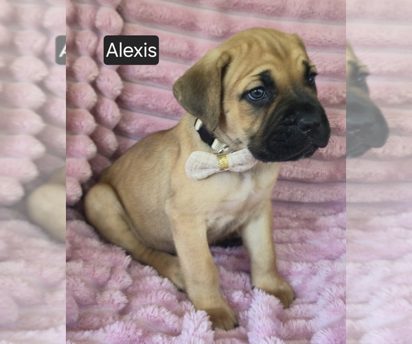 Medium Photo #4 Cane Corso Puppy For Sale in MINERAL WELLS, WV, USA