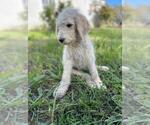 Small Photo #4 Labradoodle Puppy For Sale in HERALD, CA, USA