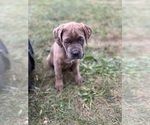 Small Photo #4 Cane Corso Puppy For Sale in GREENFIELD, IN, USA