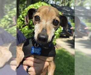 Dachshund-Unknown Mix Dogs for adoption in Myrtle Beach, SC, USA