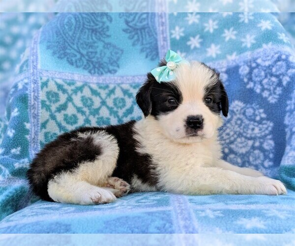 Medium Photo #5 Saint Bernard Puppy For Sale in LANCASTER, PA, USA