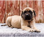 Small Photo #59 Mastiff Puppy For Sale in WAKARUSA, IN, USA