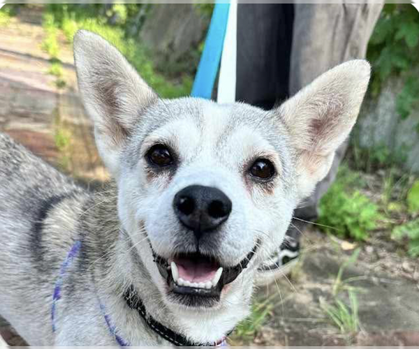 Medium Photo #1 Mutt Puppy For Sale in San Ramon, CA, USA