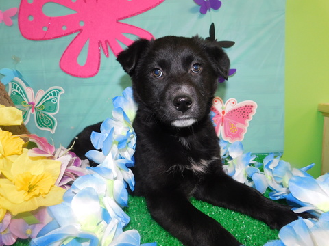 Medium Photo #1 Shollie Puppy For Sale in HAMMOND, IN, USA