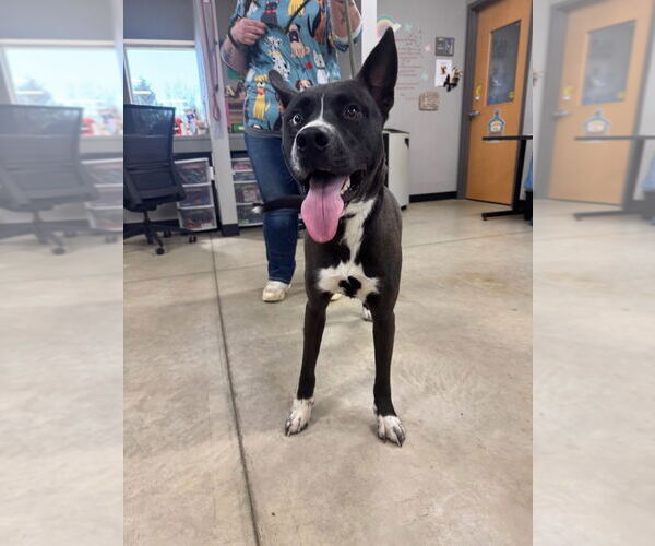 Medium Photo #3 Siberian Husky-Unknown Mix Puppy For Sale in Pierceton , IN, USA