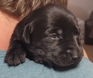 Labrador Retriever Puppy for sale in FORT COLLINS, CO, USA