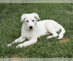 Small #30 Great Pyrenees Mix