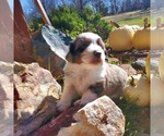 Small Photo #2 Miniature Australian Shepherd Puppy For Sale in CHATTANOOGA, OK, USA