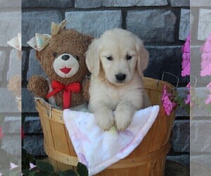 Golden Retriever Puppy for sale in FREDERICKSBURG, OH, USA