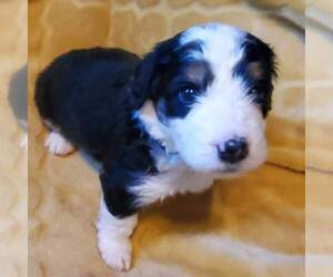 Miniature Bernedoodle Puppy for sale in O FALLON, MO, USA