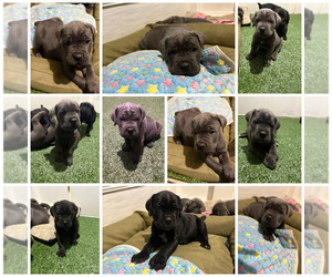 Cane Corso Puppy for sale in MONTGOMERY, AL, USA