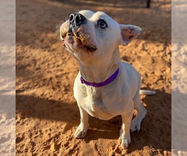Medium Photo #37 American Bulldog Puppy For Sale in Kanab, UT, USA