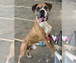 Small #1 Boxer