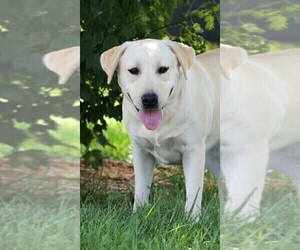 Mother of the Labrador Retriever puppies born on 09/04/2025