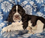 Small Photo #5 English Springer Spaniel Puppy For Sale in LANCASTER, PA, USA