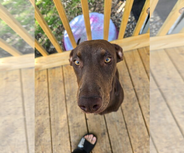 Medium Photo #7 Doberman Pinscher-Unknown Mix Puppy For Sale in Minneaoplis, MN, USA