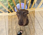 Small Photo #7 Doberman Pinscher-Unknown Mix Puppy For Sale in Minneaoplis, MN, USA