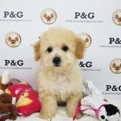 Maltese-Poodle (Toy) Mix Puppy for sale in TEMPLE CITY, CA, USA