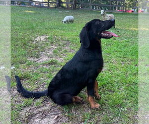 260662  Scooter - Male Bloodhound-German Shepherd Dog Mix Dog for Adoption - Photo #2