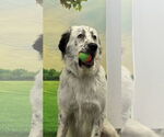 Small #3 Great Pyrenees Mix