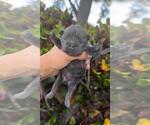 Small French Bulldog