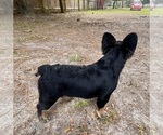 Small #9 French Bulldog