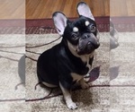 Small Photo #1 French Bulldog Puppy For Sale in SPRINGFIELD, TN, USA