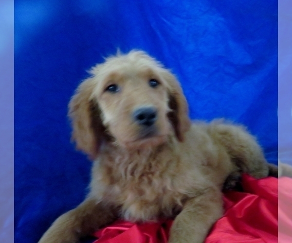 Medium Photo #5 Goldendoodle Puppy For Sale in NORWOOD, MO, USA
