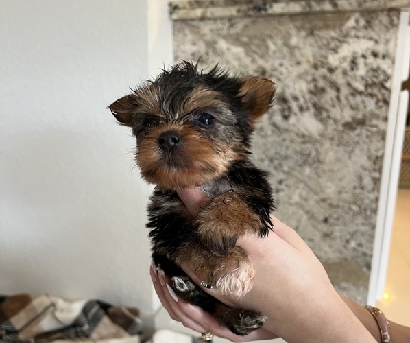 Medium Photo #1 Yorkshire Terrier Puppy For Sale in CLEWISTON, FL, USA