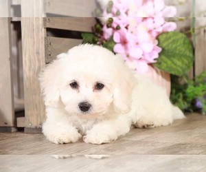 Poochon Puppy for sale in MOUNT VERNON, OH, USA