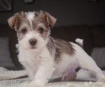 Puppy Marvin Schnauzer (Miniature)