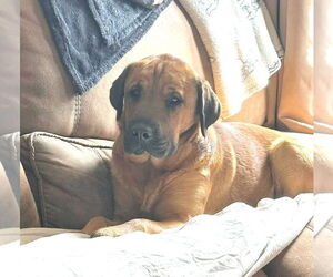 Juliana - Female Mastador Dog for Adoption - Photo #13